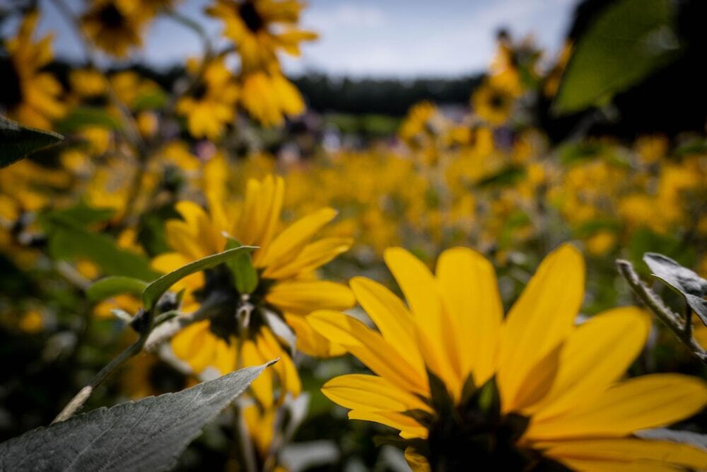 Sunflower Field